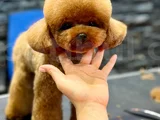 Oğlumuz Eşleşmeye Açıktır Kore Poodle