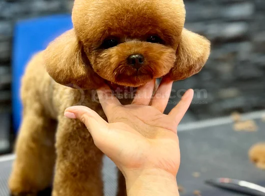 Oğlumuz Eşleşmeye Açıktır Kore Poodle görsel