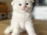KARBEYAZI LİLAC DİŞİ VE ERKEK BEBELERİM