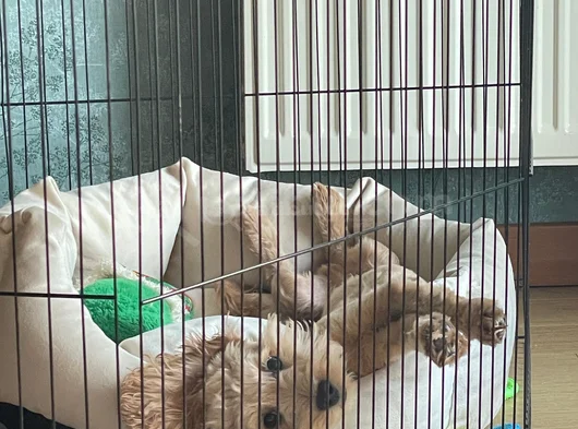 Kimlikli Aşıları Tam 6 Aylık Erkek Maltipoo Yavrumuz Puffy görsel