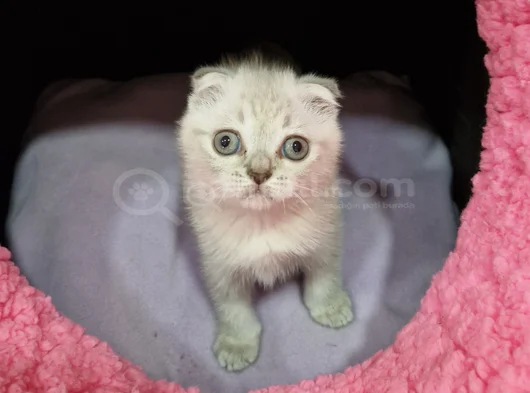 Silver Prenses görsel