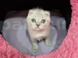 Silver Prenses