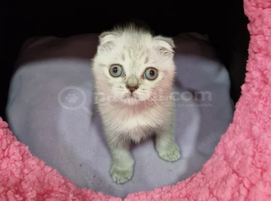 Silver Prenses görsel