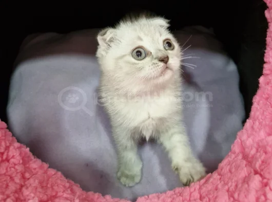 Silver Prenses görsel