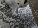 3 Aylık Dişi Kedime Yeni Yuva Arıyoruz