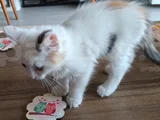 3 Aylık Dişi Kedime Yeni Yuva Arıyoruz