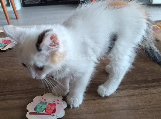 3 Aylık Dişi Kedime Yeni Yuva Arıyoruz görsel