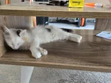 3 aylık dişi Kedime yeni yuva arıyoruz