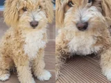 6 AYLIK GOLDENDOODLE