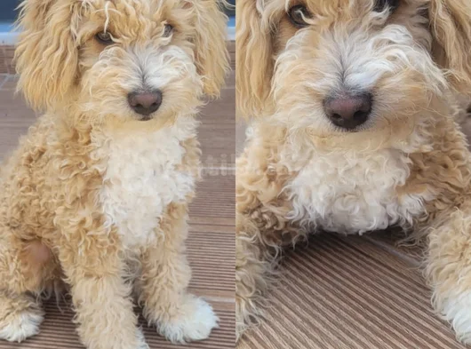 6 Aylik Goldendoodle