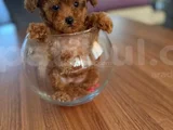 Teacup 600 Gr 3 Aylık Dişi 