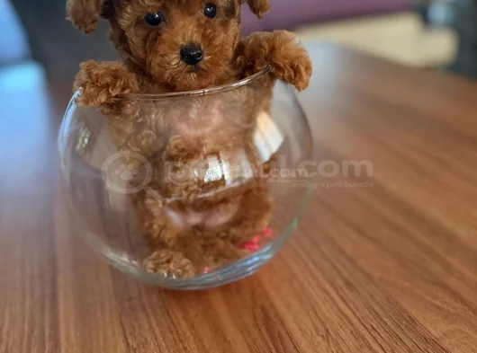 Teacup 600 Gr 3 Aylık Dişi  görsel