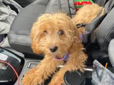 Kimlikli Aşıları Tam 6 Aylık Erkek Maltipoo Yavrumuz Puffy