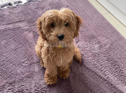 Kimlikli Aşıları Tam 6 Aylık Erkek Maltipoo Yavrumuz Puffy görsel
