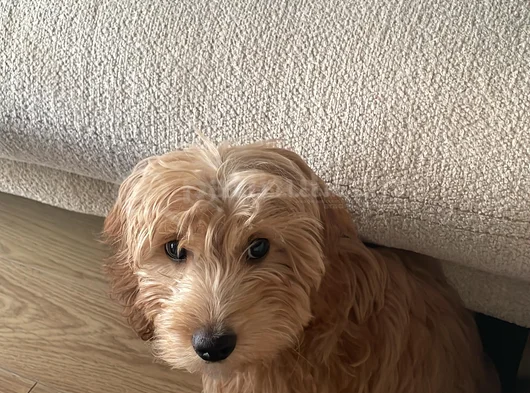 Kimlikli Aşıları Tam 6 Aylık Erkek Maltipoo Yavrumuz Puffy görsel