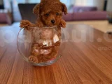 Teacup 600 Gr 3 Aylık Dişi 