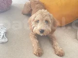 Kimlikli Aşıları Tam 6 Aylık Erkek Maltipoo Yavrumuz Puffy