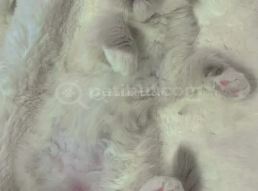 Anne Altından Safkan Ragdoll Yavru Kediler görsel