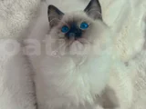 Anne Altından Safkan Ragdoll Yavru Kediler