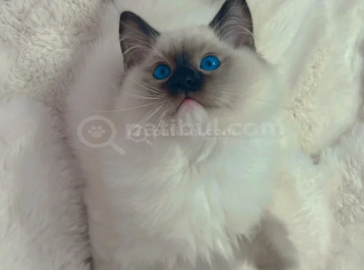 Anne Altından Safkan Ragdoll Yavru Kediler görsel