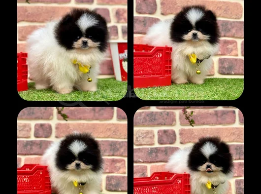 Muhteşem Güzelli̇kte Pomerani̇an Boo Bebekleri̇mi̇z görsel