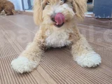 6 Aylik Goldendoodle
