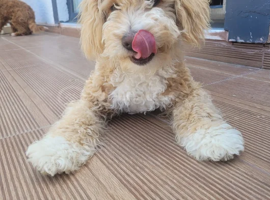 6 Aylik Goldendoodle görsel