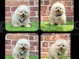 Muhteşem Güzelli̇kte Pomerani̇an Boo Bebekleri̇mi̇z