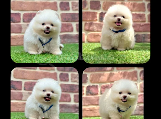 Muhteşem Güzelli̇kte Pomerani̇an Boo Bebekleri̇mi̇z görsel
