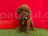 Orjinal Red Brown Toy Poodle Yavrulari