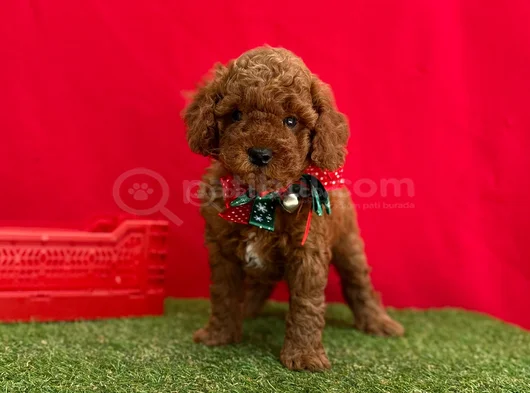 Orjinal Red Brown Toy Poodle Yavrulari görsel