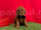 Orjinal Red Brown Toy Poodle Yavrulari