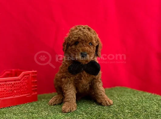 Orjinal Red Brown Toy Poodle Yavrulari görsel