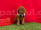 ORJINAL RED BROWN TOY POODLE YAVRULARI