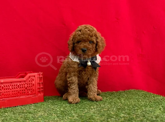 Orjinal Red Brown Toy Poodle Yavrulari