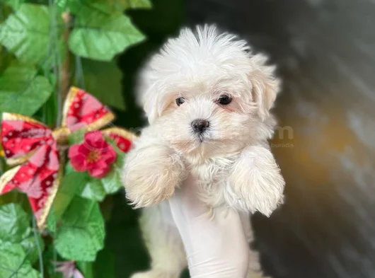 Tea Cup Maltese Terri̇er Yavrularimiz görsel