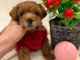 Orji̇nal Malti̇poo Bebekleri̇mi̇z
