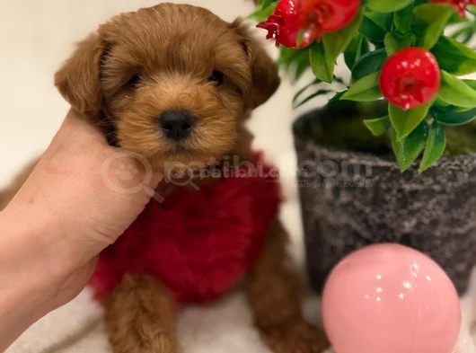 Orji̇nal Malti̇poo Bebekleri̇mi̇z görsel
