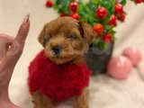Orji̇nal Malti̇poo Bebekleri̇mi̇z