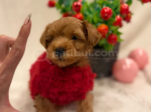 Orji̇nal Malti̇poo Bebekleri̇mi̇z