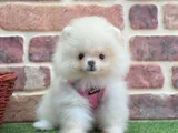 Muhteşem Güzelli̇kte Pomerani̇an Boo Bebekleri̇mi̇z