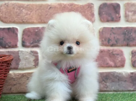 Muhteşem Güzelli̇kte Pomerani̇an Boo Bebekleri̇mi̇z görsel