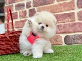 Muhteşem Güzelli̇kte Pomerani̇an Boo Bebekleri̇mi̇z