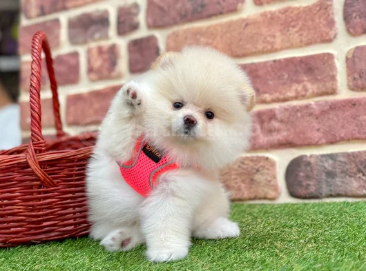 Muhteşem Güzelli̇kte Pomerani̇an Boo Bebekleri̇mi̇z görsel