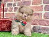Muhteşem Güzelli̇kte Pomerani̇an Boo Bebekleri̇mi̇z