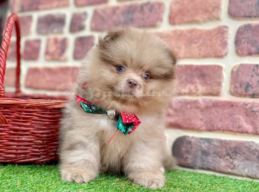 Muhteşem Güzelli̇kte Pomerani̇an Boo Bebekleri̇mi̇z görsel