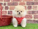 Muhteşem Güzelli̇kte Pomerani̇an Boo Bebekleri̇mi̇z