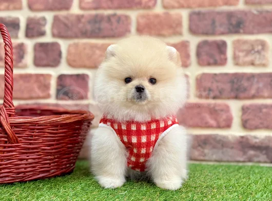 Muhteşem Güzelli̇kte Pomerani̇an Boo Bebekleri̇mi̇z görsel
