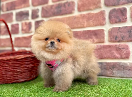 Muhteşem Güzelli̇kte Pomerani̇an Boo Bebekleri̇mi̇z görsel
