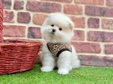 Muhteşem Güzelli̇kte Pomerani̇an Boo Bebekleri̇mi̇z